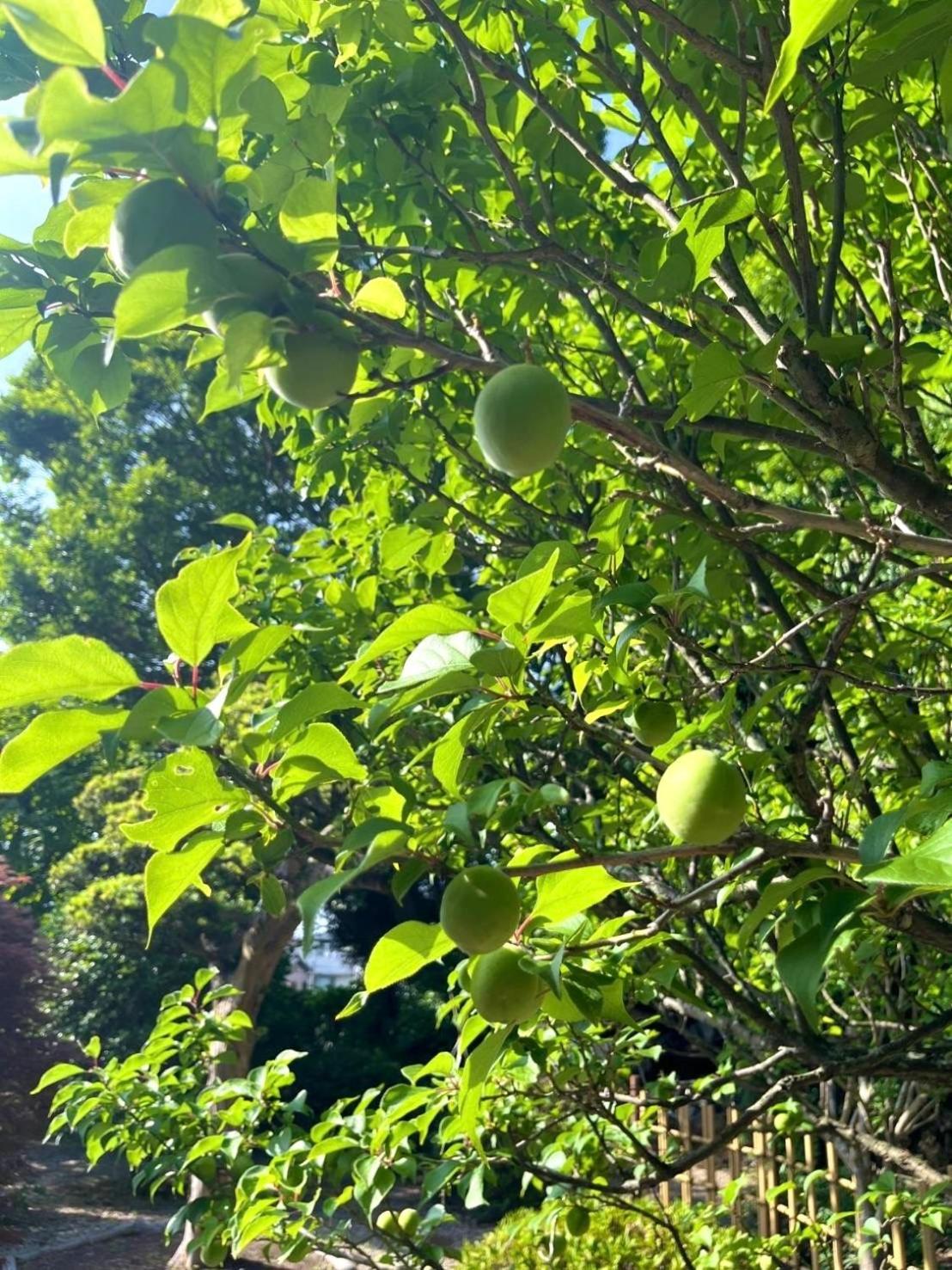 Вілла 甘糟屋敷 Amakasu Yashiki Камакура Екстер'єр фото