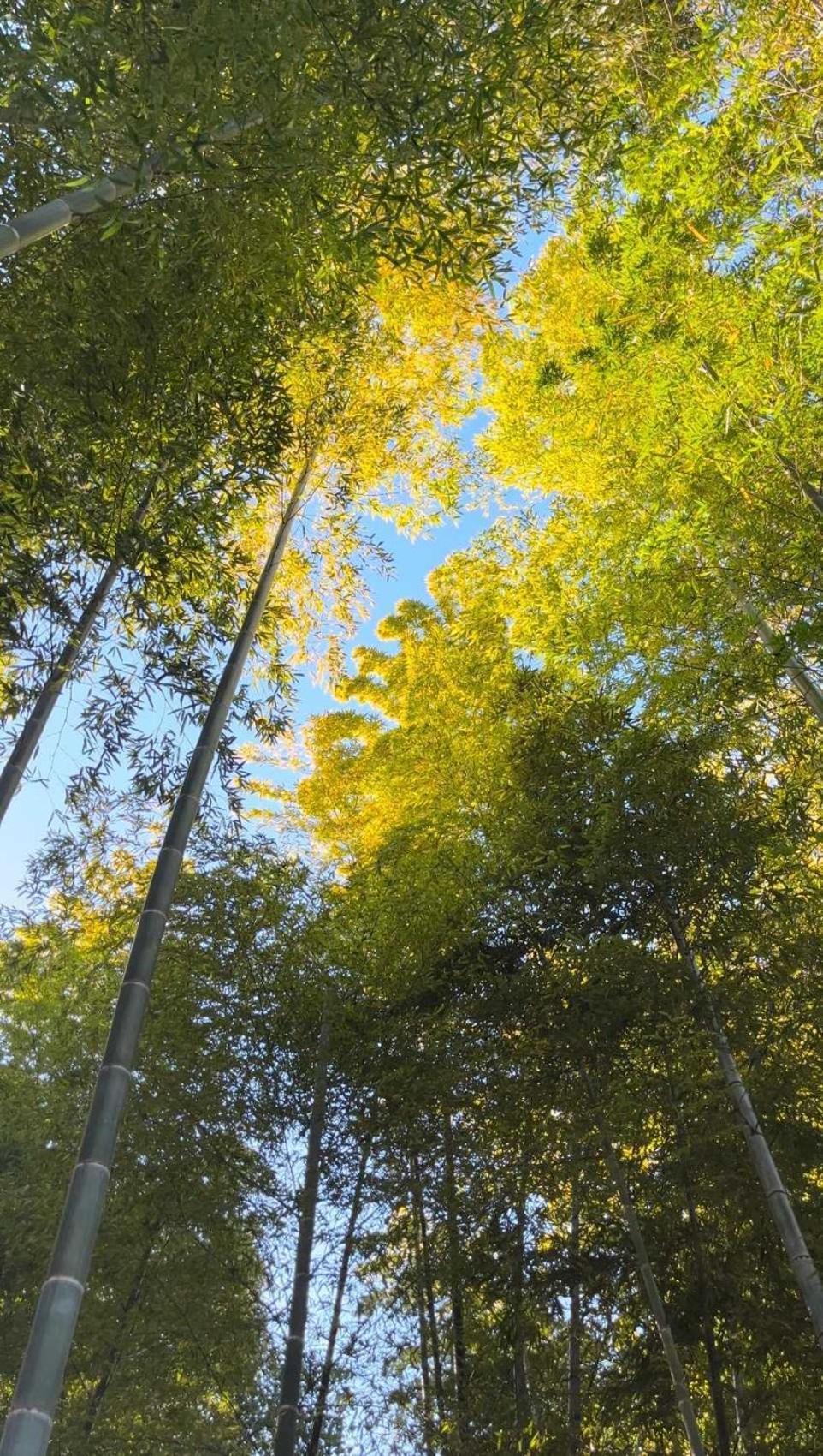 Вілла 甘糟屋敷 Amakasu Yashiki Камакура Екстер'єр фото